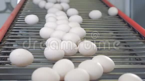 禽蛋分类设备特写镜头鸡蛋正在工厂的传送带上移动视频的预览图