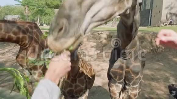 长颈鹿吃的是用绿叶喂养它们的游客的手视频的预览图