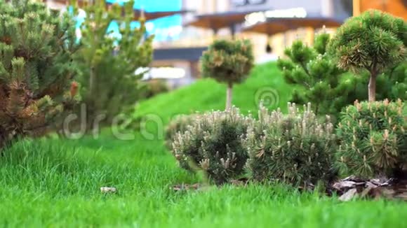 园林针叶树绿化苗木库存录像针叶树幼树圆锥花序种植在良好的视频的预览图