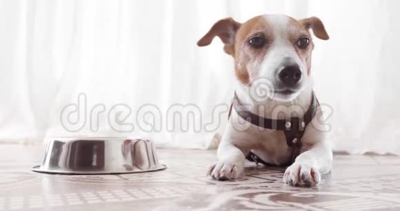 杰克罗素狗躺在空碗旁视频的预览图