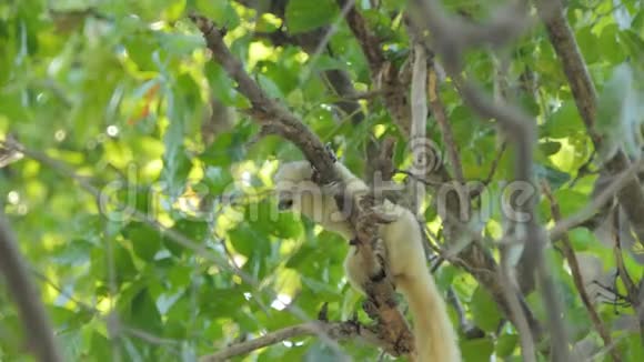 热带雨林中的松鼠视频的预览图