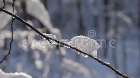 树枝上覆盖着新鲜的雪视频的预览图