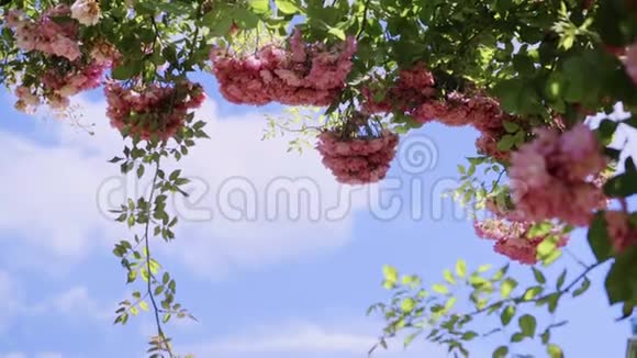 天空背景上玫瑰花丛植物园视频的预览图