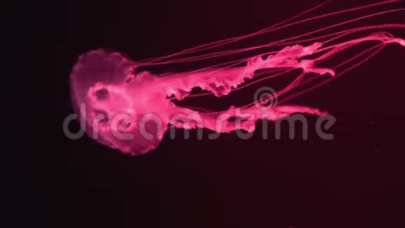 在黑暗的水族馆水中缓慢漂浮着一只红色发光水母的缓慢运动放松的视野背景视频的预览图