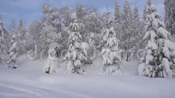 雪地里的圣诞树自下而上的视图视频的预览图