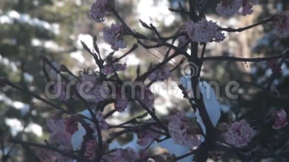 雪覆盖着开花的树视频的预览图