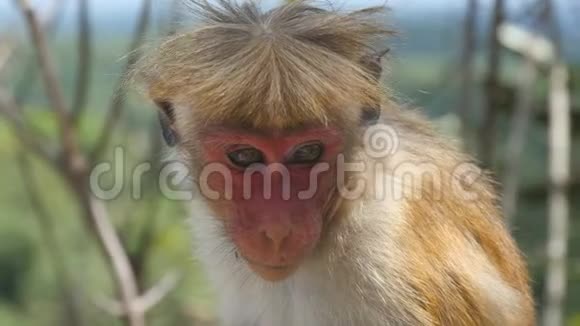 在阳光明媚的日子里可爱有趣的猴子坐在热带公园里栖息在雨林中的野生小猕猴模糊的视频的预览图