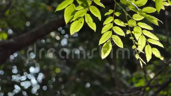 阳光透过热带雨林中的树叶照耀视频的预览图