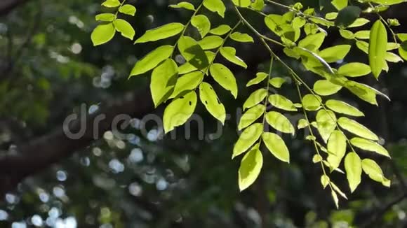 阳光透过热带雨林中的树叶照耀视频的预览图