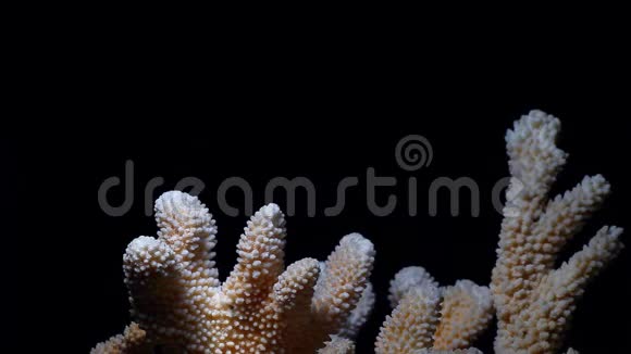 天然海珊瑚暗背景高清镜头视频的预览图