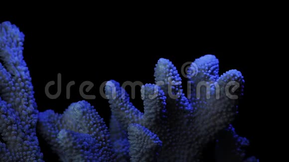 天然海珊瑚暗背景高清镜头视频的预览图