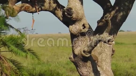 豹崽爬着一棵树视频的预览图