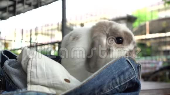 兔子在玩牛仔裤视频的预览图