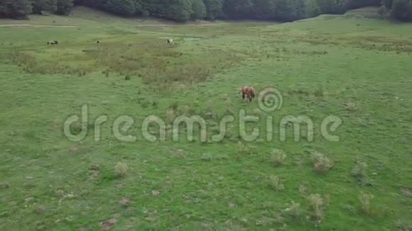 在绿色高地上放牧的野马由一间小屋和一片森林组成视频的预览图