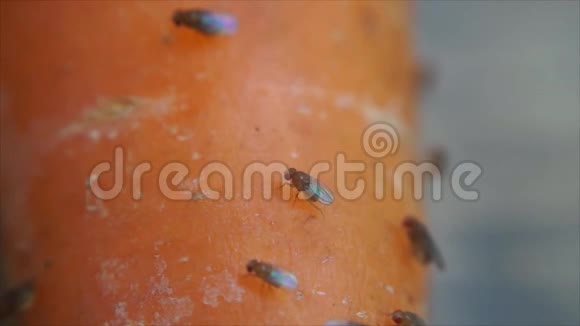 果蝇在腐烂的胡萝卜上蠕动视频的预览图