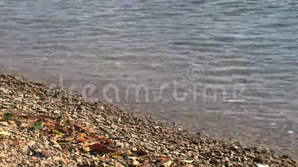 新西兰皮克顿海滩视频的预览图