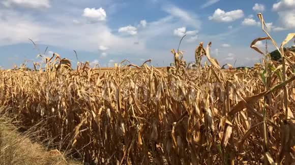 农业种植全球变暖晴天干玉米地视频的预览图