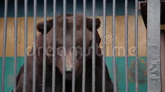 在炎热的夏日里棕熊在被俘动物园笼子里的动物视频的预览图