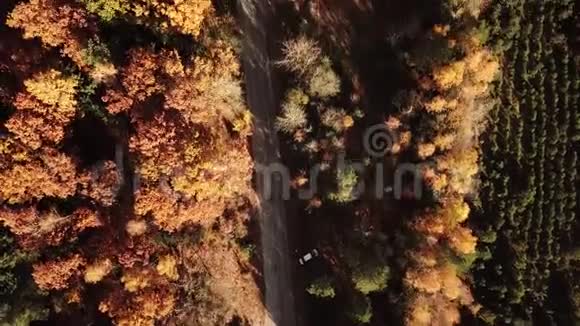 鸟瞰秋天在岸林的道路视频的预览图
