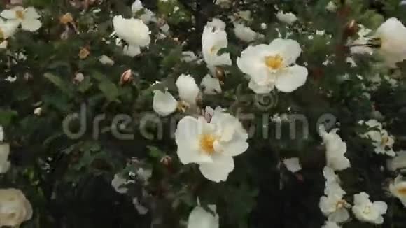 在风中绽放的玫瑰视频的预览图