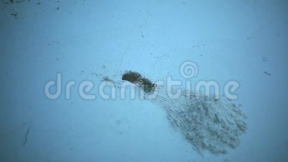 漂亮可爱的小螃蟹在用沙子努力工作神奇的自然马尔代夫视频的预览图
