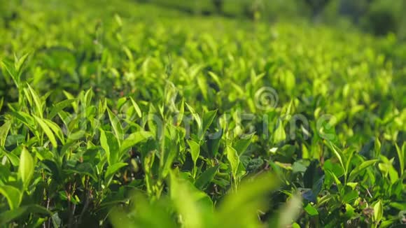 晴天绿茶树叶子近景慢景视频的预览图