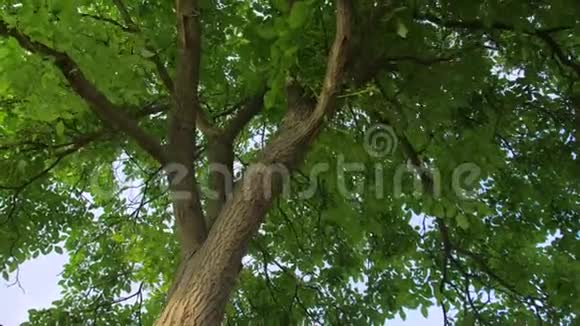 有绿色叶子的大树视频的预览图