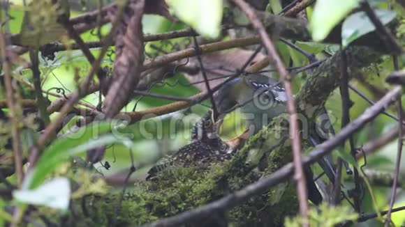 绿科乔亚珍稀鸟类在泰国和东南亚视频的预览图