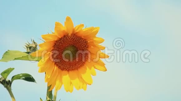 美丽的令人惊叹的黄色的新鲜的向日葵在蔚蓝的天空背景下阳光视频的预览图