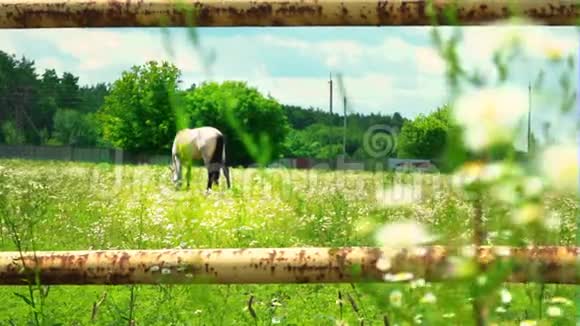 一匹灰褐色的成年马在森林附近的绿草上觅食晴天在牧场上的马视频的预览图
