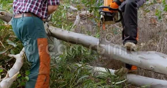 两个伐木工人用电锯砍倒了4千棵树视频的预览图