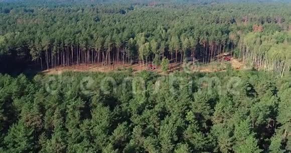 茂密的针叶林砍伐老松林视频的预览图