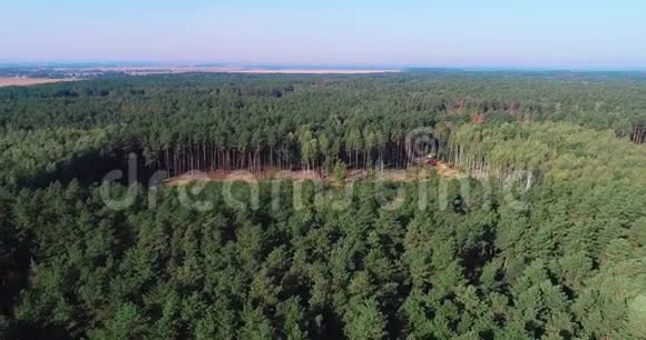 茂密的针叶林砍伐老松林视频的预览图