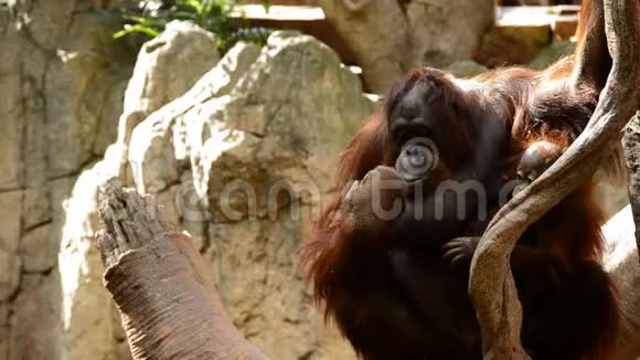 雌性猩猩和她的宝宝Pongopygmaeus视频的预览图