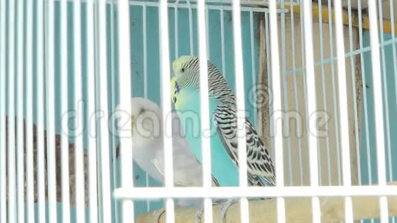 斑马鹦鹉在宠物市场的笼子里视频的预览图