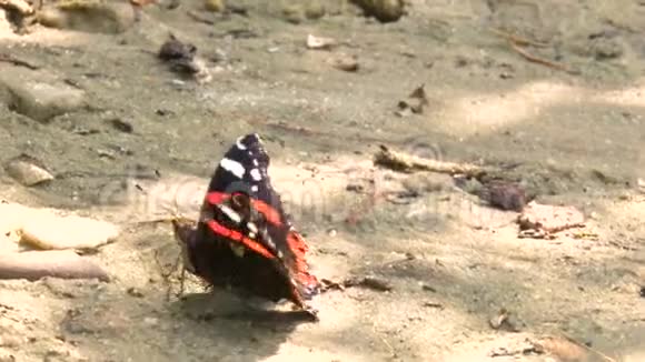 地上一只蝴蝶扇动翅膀飞走了视频的预览图