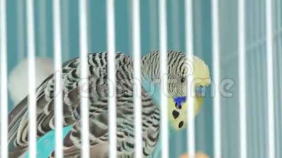 斑马鹦鹉在宠物市场的笼子里视频的预览图