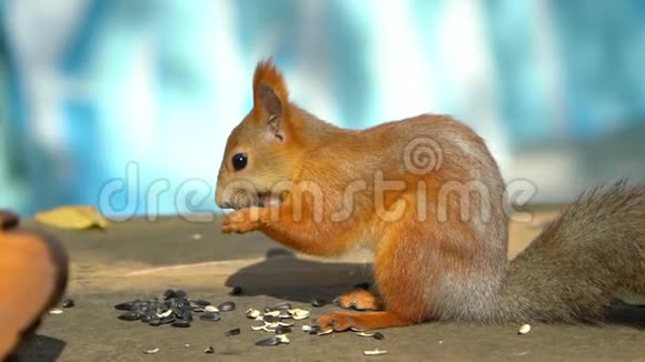 美丽的近距离拍摄在森林红松鼠吃种子松鼠啃坚果视频的预览图