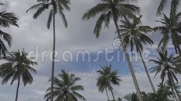在热带度假胜地夏季阳光明媚的一天在蓝天和白云的背景下棕榈树的底部景色视频的预览图