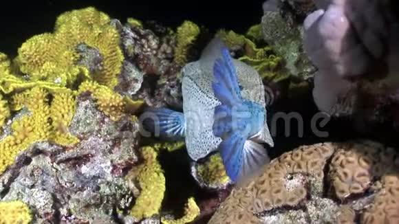 近景鱼类阿拉伯鱼科水下红海视频的预览图