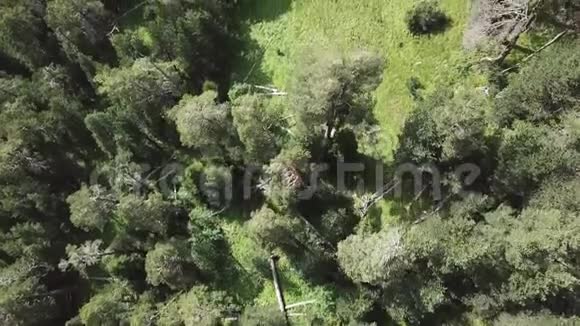 空中观景摄像机沿着松树和桦树的茂密混合树顶的绿色森林移动在一个巨大的视频的预览图