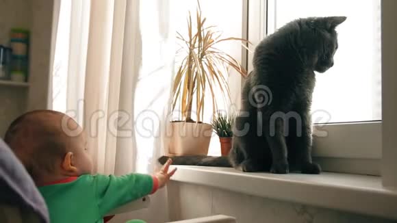 婴儿和猫玩试图抓住它的尾巴视频的预览图