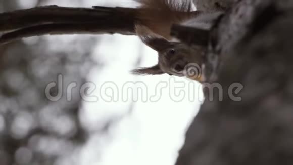 红松鼠从下到上以慢动作爬升的惊人镜头视频的预览图