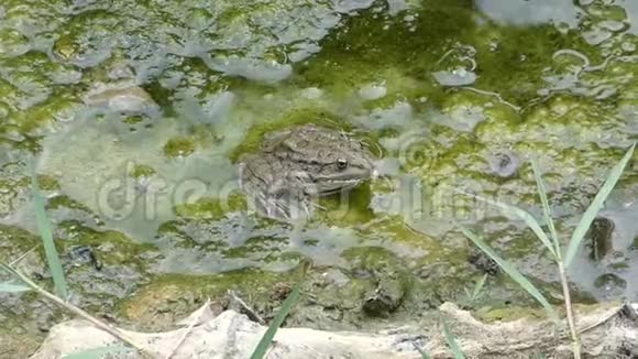 肥绿的青蛙坐在水里自然界的野生动物视频的预览图