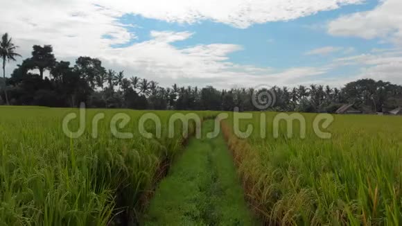 空中射击无人机正沿着一条大稻田中间的小路移动水稻作物的概念向东南方向行驶视频的预览图