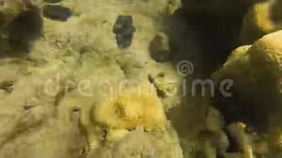 蓝口珊瑚礁射视频的预览图