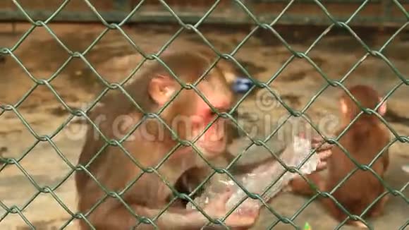 把猴子关在笼子里视频的预览图