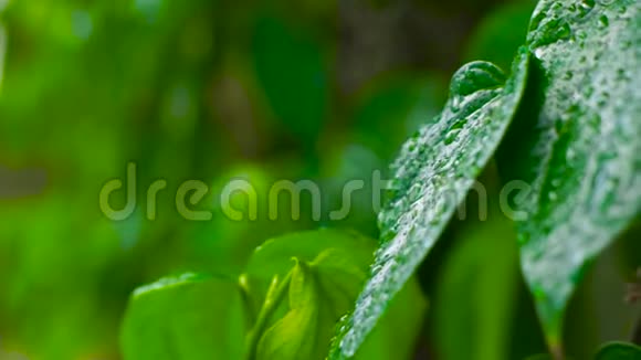夏雨后水滴在绿叶上在丛林中的热带植物绿叶上把雨滴关上上午视频的预览图