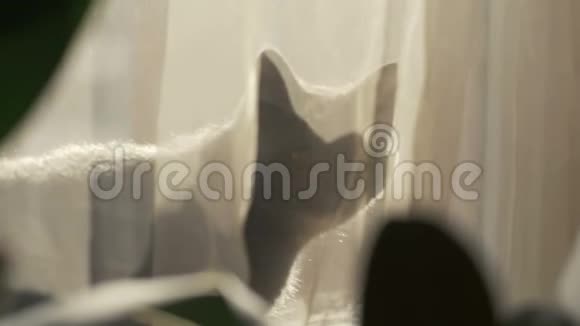 肖像灰猫坐在窗台上看镜头视频的预览图