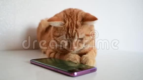 猫玩电话玩电脑游戏鼠标视频的预览图